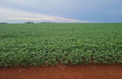 Fazenda para venda em Dourados